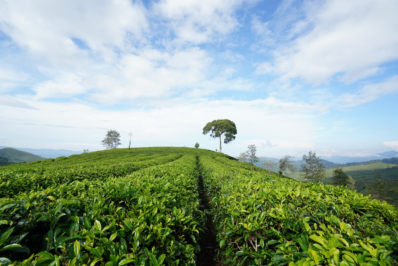 tea plantation, plantation, nature-8135235.jpg